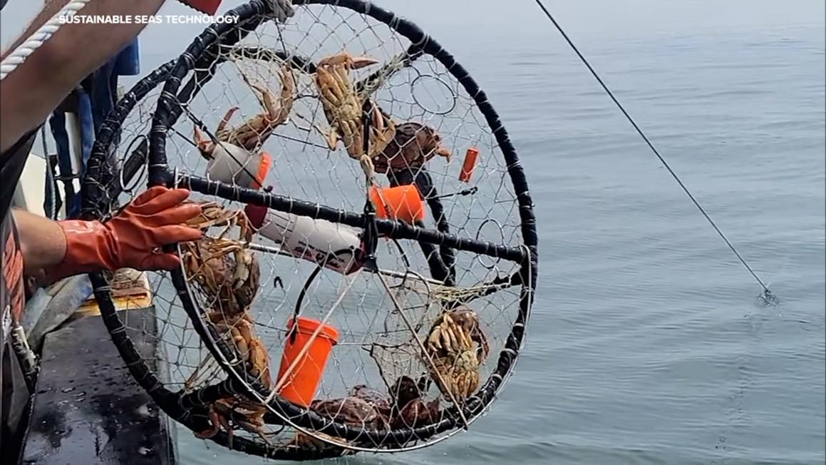 17675302 DIDIT001 CrabTraps