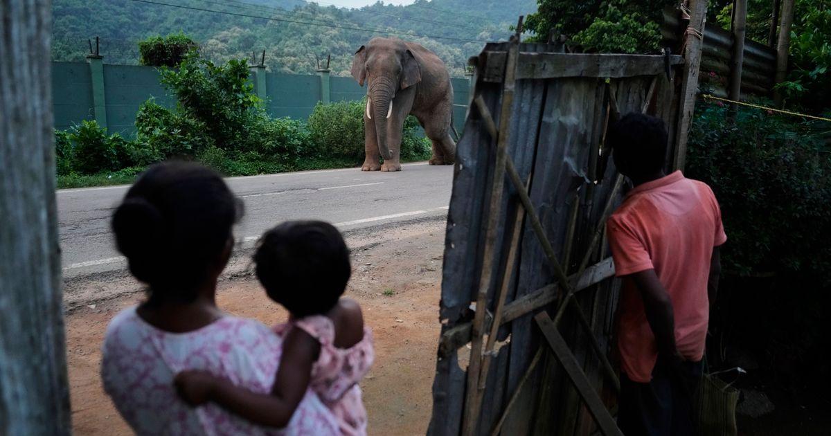 Voi rừng bị thương hay lang thang kiếm ăn tại làng ở Ấn Độ 1 urnpublicidap.orga6d03712a51845d27cb059bddee9ef1bIndia World Elephant Day Photo Gallery 33736