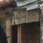 Chủ nhà ở Galveston County giải quyết cuộc chiến 35 năm với đàn ong