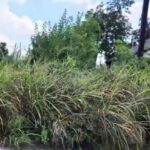 Lô đất hoang hóa như ‘rừng rậm’ ở Fifth Ward khiến cư dân phẫn nộ, lo sợ