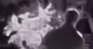 Kẻ trộm cây nhắm vào khu dân cư Vùng Vịnh 4 Kẻ trộm cây nhắm vào khu dân cư Vùng Vịnh