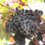 Các Hãng Rượu Vang California Đang Nhổ Bỏ Vườn Nho Vì Cung Vượt Cầu 2 Các Hãng Rượu Vang California Đang Nhổ Bỏ Vườn Nho Vì Cung Vượt Cầu