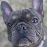 Houston: Chó Bulldog Pháp chết do người giữ thú cưng 14 Houston: Chó Bulldog Pháp chết do người giữ thú cưng