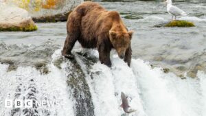 Bầu Chọn Tuần Lễ Gấu Mập Mở Cửa: 'Hoành Tráng Hoặc Về Nhà!' 22 Bầu Chọn Tuần Lễ Gấu Mập Mở Cửa: ‘Hoành Tráng Hoặc Về Nhà!’