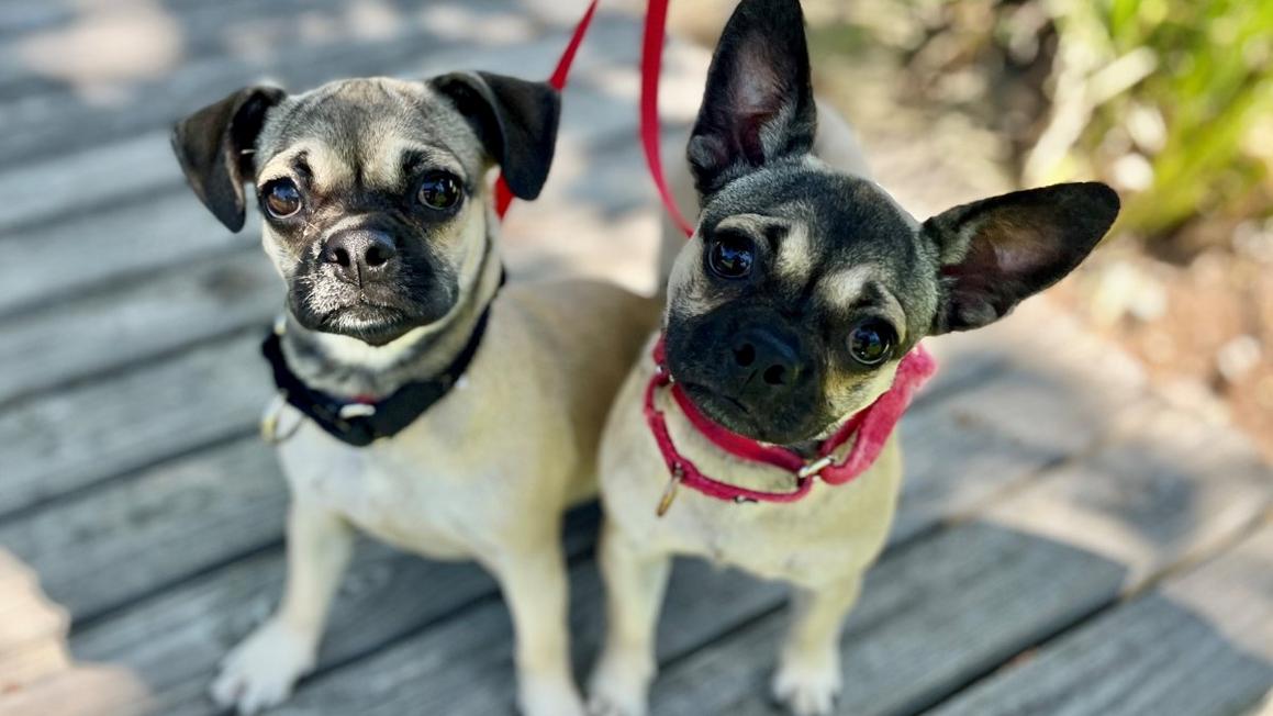 Hai chị em chó Pug con đang chờ nhận nuôi tại Mission Viejo 1 Autumn and Amber pugs