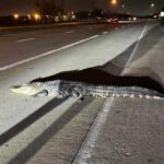 Gator 2m4 Trên Đường Cao Tốc Sugar Land