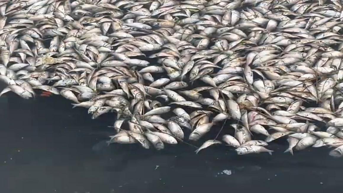 dead fish