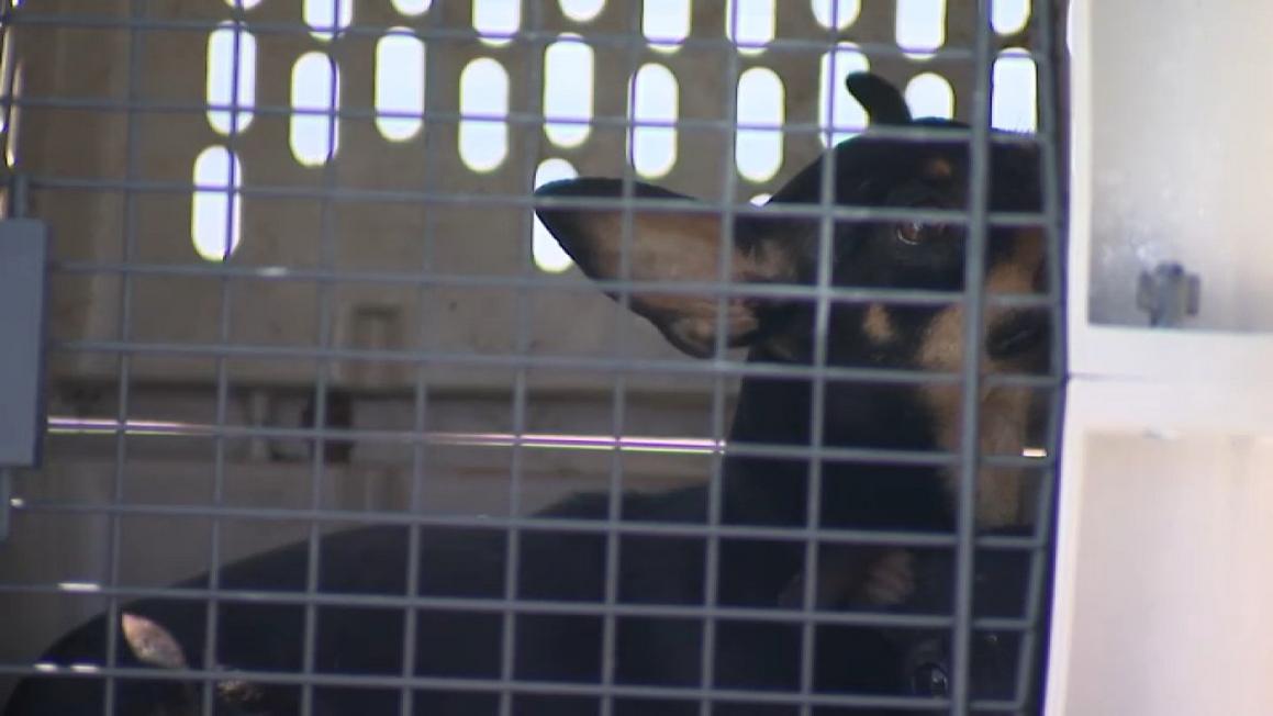 Khoảng 40 động vật được giải cứu từ một căn nhà ở Lawndale 1 lawndale animal cruelty
