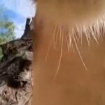 Sư tử tò mò chơi đùa với camera ẩn của Sở thú Oregon