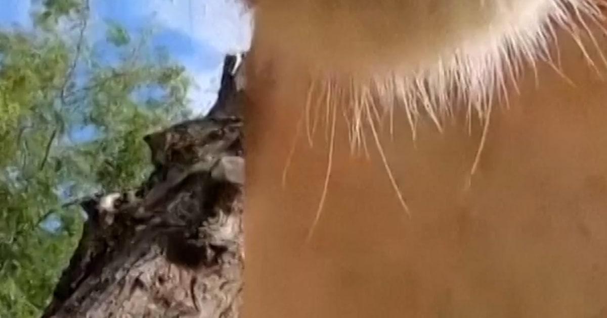 lion 2 kotfs5