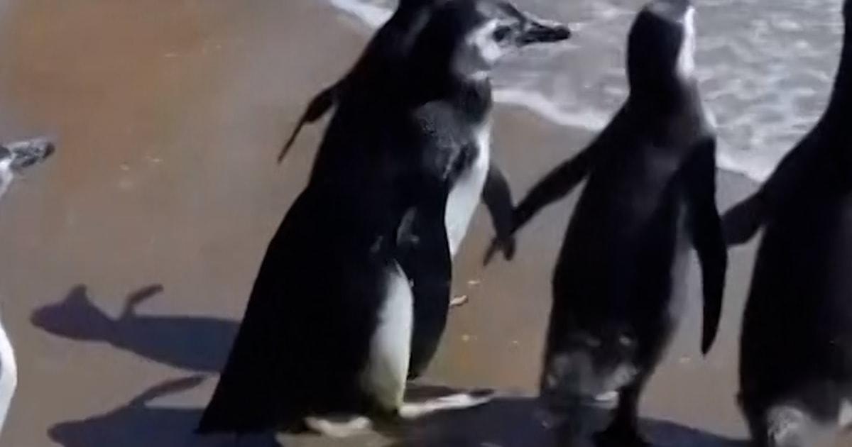 Chim cánh cụt Magellan được thả về biển ở Uruguay 1 penguin thumb 22423s