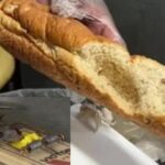 Chuột Trong Bếp Gây Bức Xúc Cho Nhân Viên Subway Tại Los Angeles