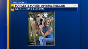 Frederick Lamar: Chú chó khổng lồ đáng yêu cần mái ấm 26 Frederick Lamar: Chú chó khổng lồ đáng yêu cần mái ấm