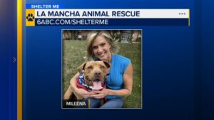 ĐỘNG VẬT CẦN ĐƯỢC GIẢI CỨU: GẶP MILEENA, MỘT LINH HỒN NHẸ NHÀNG ĐẦY TÌNH YÊU 22 ĐỘNG VẬT CẦN ĐƯỢC GIẢI CỨU: GẶP MILEENA, MỘT LINH HỒN NHẸ NHÀNG ĐẦY TÌNH YÊU