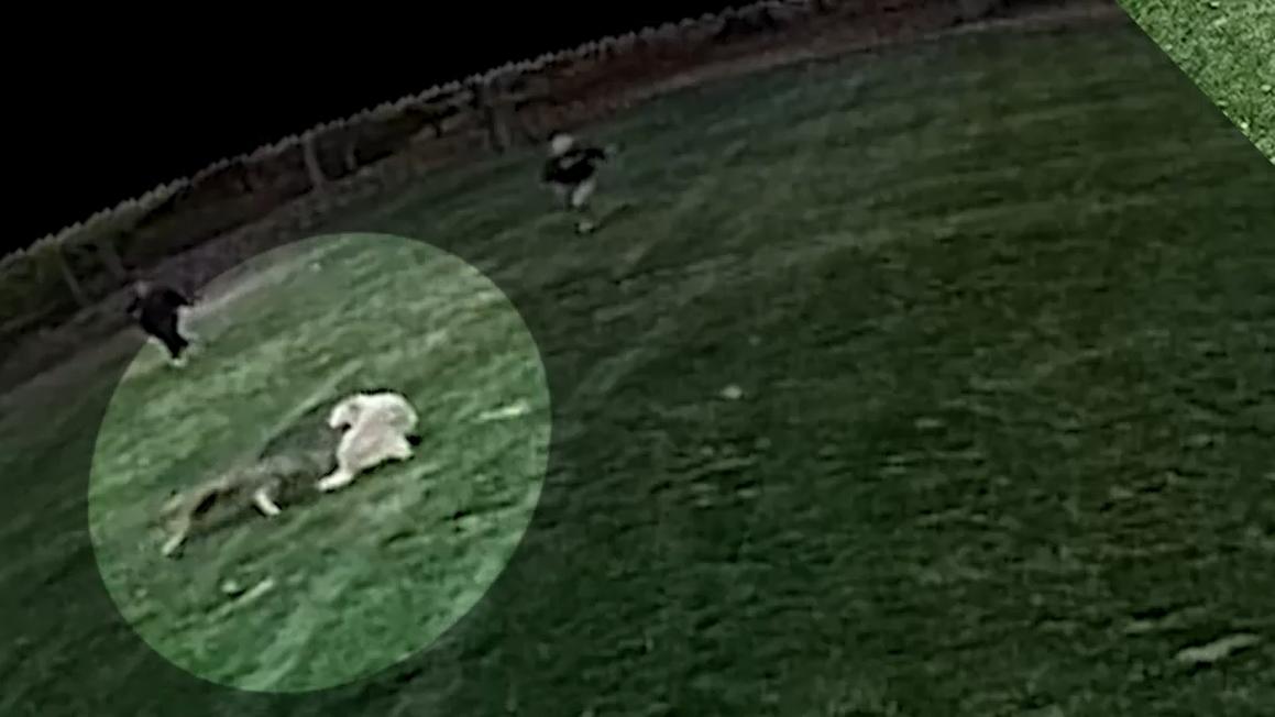 Phụ nữ ở New Jersey bị chó sói tấn công khi đang dắt chó cưng đi dạo 1 18047924 102025 wabc dog coyote attack better img
