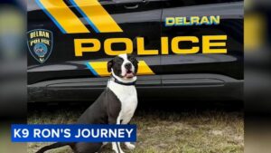 Chó nghiệp vụ Pit Bull lập kỷ lục mới tại New Jersey 25 Chó nghiệp vụ Pit Bull lập kỷ lục mới tại New Jersey