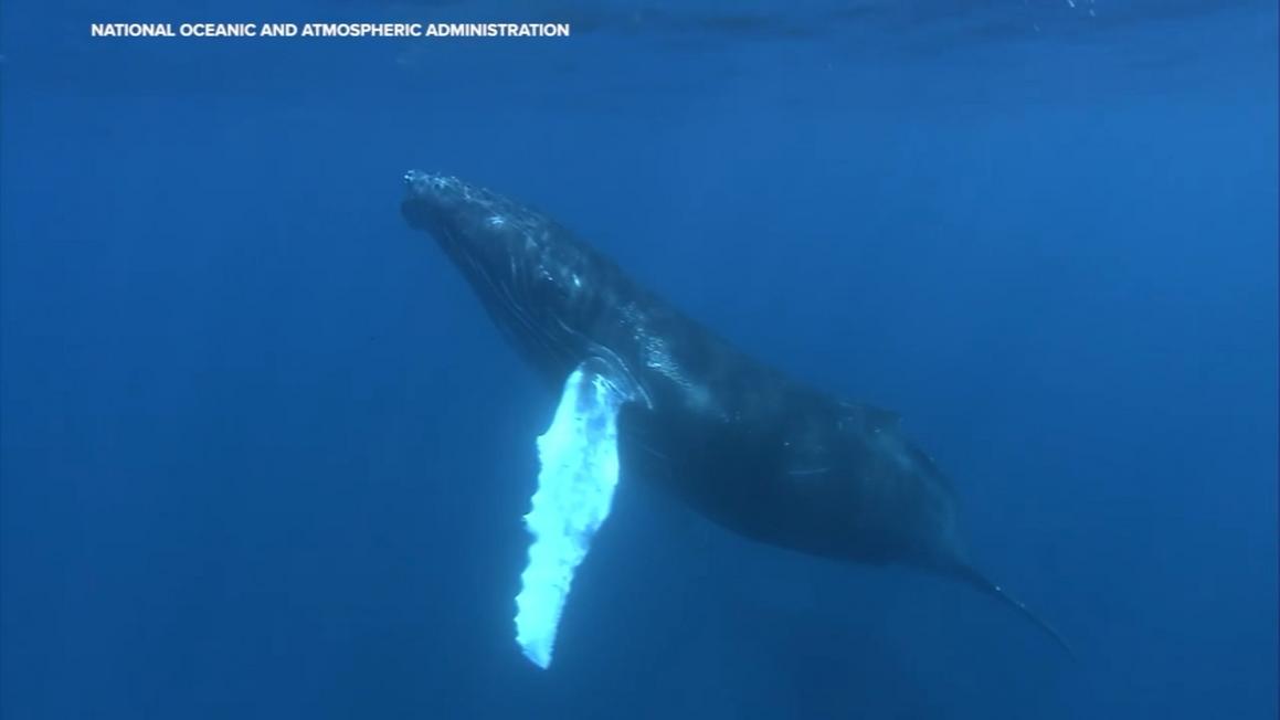 Sóng Nhiệt Hải Dương Gây Ra Bởi Biến Đổi Khí Hậu Có Thể Đe Dọa Sinh Vật Biển, Các Nhà Khoa Học Vùng Vịnh Cho Biết 2 Sóng Nhiệt Hải Dương Gây Ra Bởi Biến Đổi Khí Hậu Có Thể Đe Dọa Sinh Vật Biển, Các Nhà Khoa Học Vùng Vịnh Cho Biết
