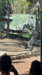 Khỉ đột đập vỡ kính ở sở thú San Diego 25 Khỉ đột đập vỡ kính ở sở thú San Diego