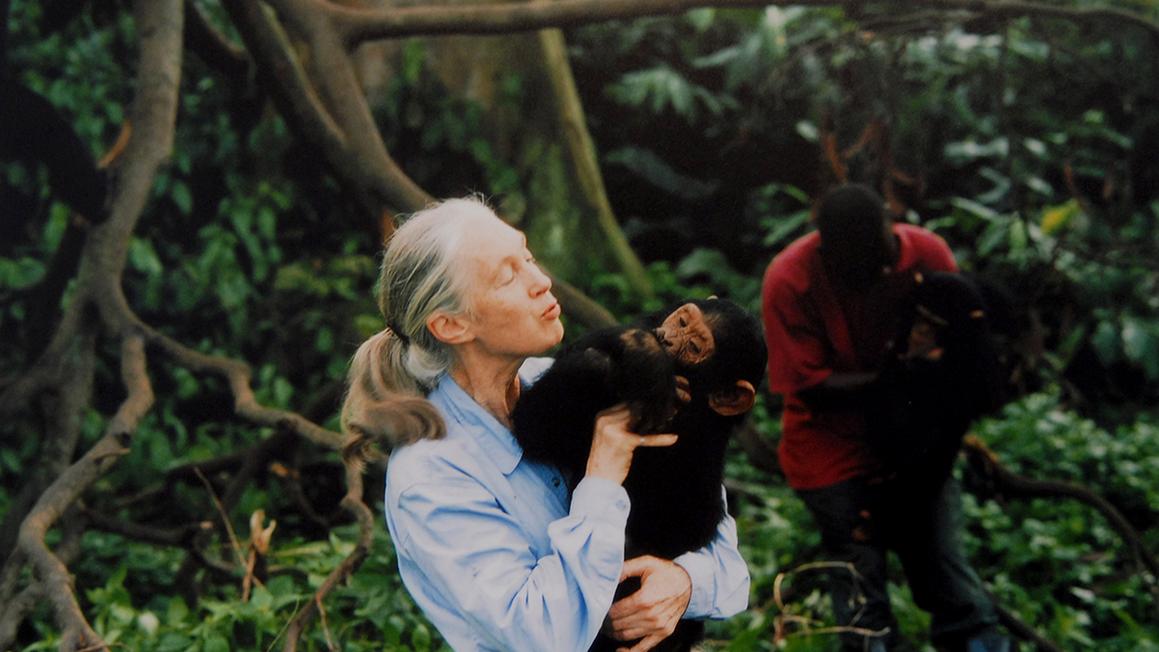 Jane Goodall, nhà nhân chủng học và nhà bảo tồn nổi tiếng, qua đời ở tuổi 91 1 GOODALL