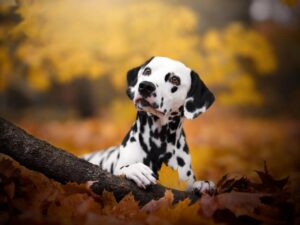 Updog Là Gì? Công Cụ Mới Của Datadog Cho Biết Ứng Dụng Nào Đang Ngừng Hoạt Động 9 Updog Là Gì? Công Cụ Mới Của Datadog Cho Biết Ứng Dụng Nào Đang Ngừng Hoạt Động
