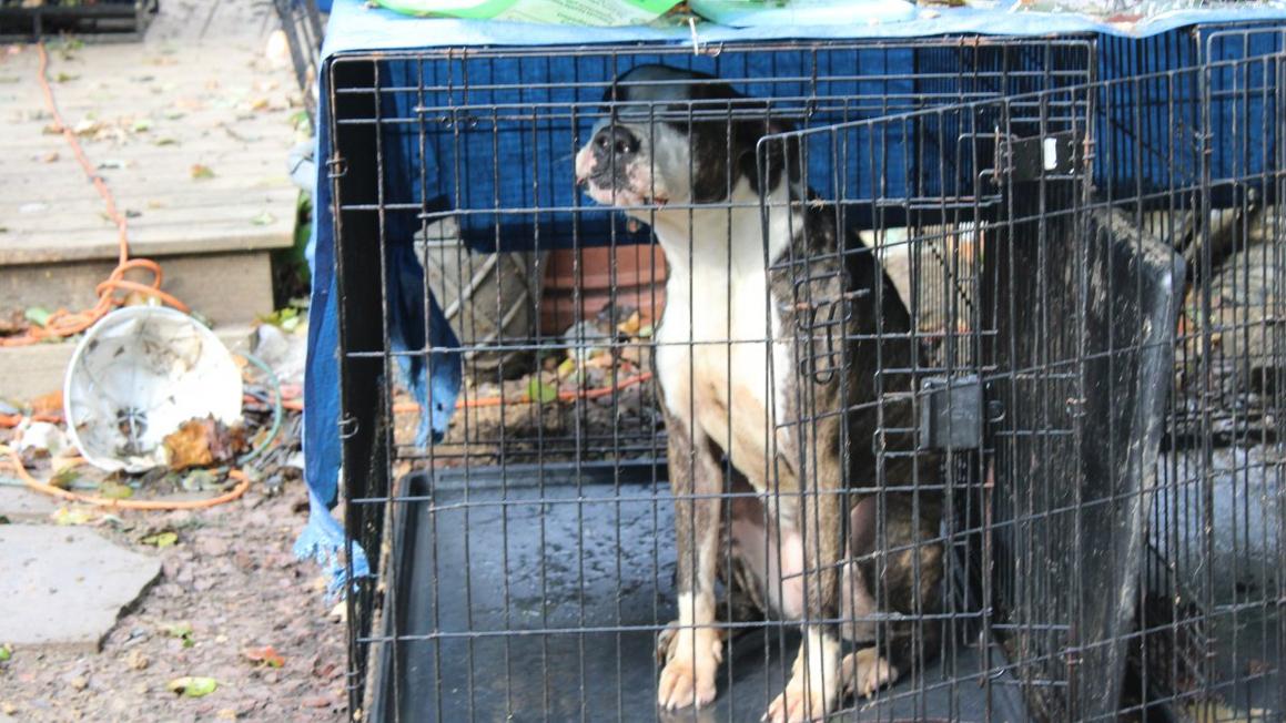 Chủ Cơ Sở Chăm Sóc Động Vật Ở Delaware Bị Buộc Tội Ngược Đãi 1 President of Delaware Animal Rescue Charged with Animal Cruelty 1