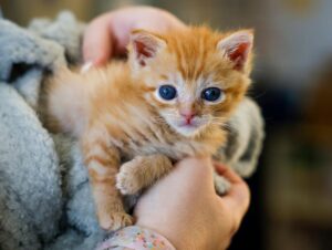 California Cấm Triệt Sản Móng Mèo Theo Luật Mới Của Tiểu Bang 26 California Cấm Triệt Sản Móng Mèo Theo Luật Mới Của Tiểu Bang