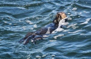 Hải ly lấy ván lướt sóng ở Santa Cruz. Không, không phải con hải ly đó. 11 Hải ly lấy ván lướt sóng ở Santa Cruz. Không, không phải con hải ly đó.