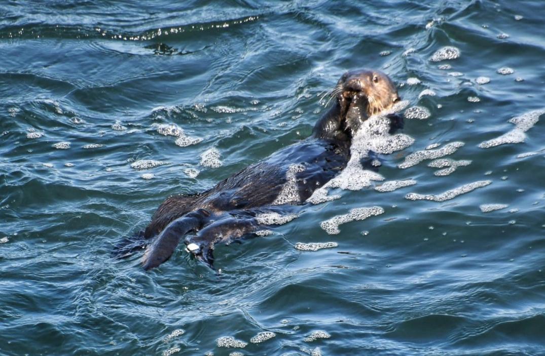 Hải ly lấy ván lướt sóng ở Santa Cruz. Không, không phải con hải ly đó. 1 SJM L OTTERBACK 0529 10