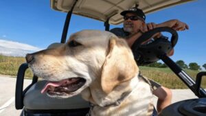 Chó nghiệp vụ cứu sống cựu chiến binh bị bệnh tim 5 Chó nghiệp vụ cứu sống cựu chiến binh bị bệnh tim