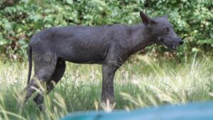 Nhà Nghiên Cứu Đại Học Texas A&M Cho Rằng Đã Giải Mã Bí Ẩn Chupacabra 24 Nhà Nghiên Cứu Đại Học Texas A&M Cho Rằng Đã Giải Mã Bí Ẩn Chupacabra