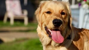 Lễ hội 'Barktoberfest' tại Houston quyên góp cho thú cưng gặp khó khăn 16 Lễ hội ‘Barktoberfest’ tại Houston quyên góp cho thú cưng gặp khó khăn