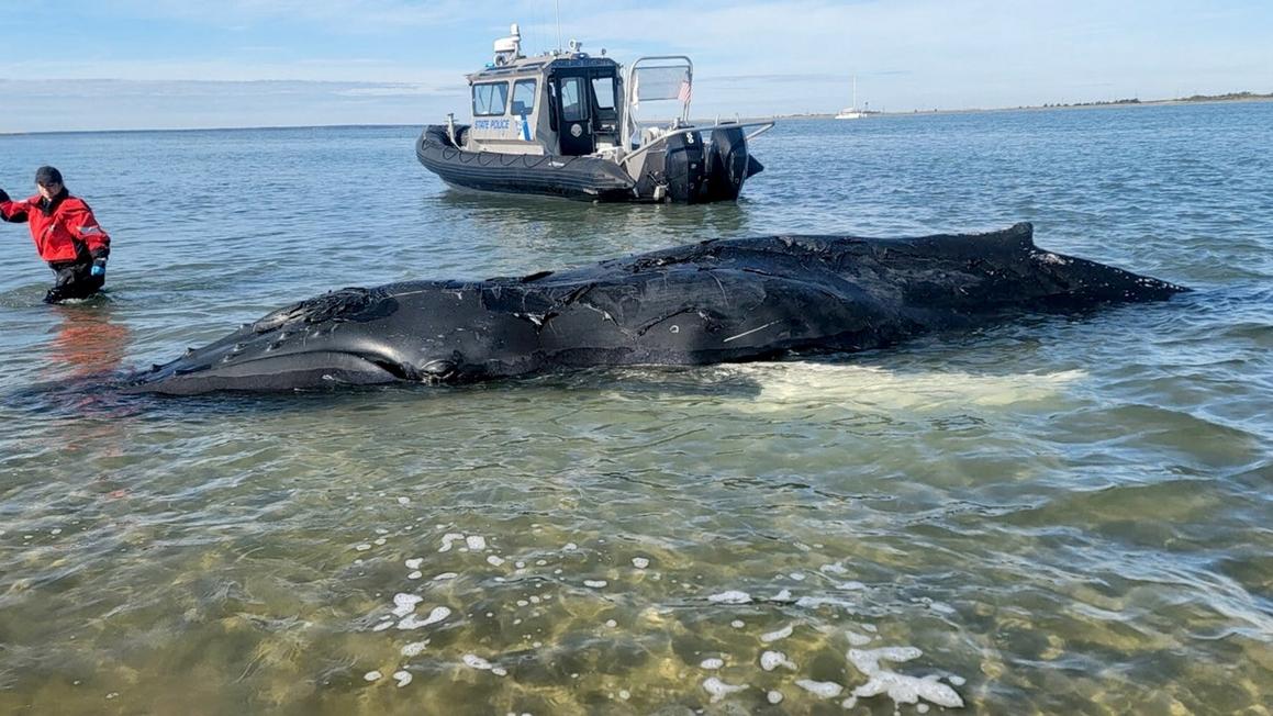 Cá voi lưng gù non chết thảm ở bờ biển New Jersey 1 humpback whale 002