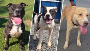 15 chú chó tại Trại Bảo Vệ Động Vật Trenton cần nhà vĩnh viễn khẩn cấp 10 15 chú chó tại Trại Bảo Vệ Động Vật Trenton cần nhà vĩnh viễn khẩn cấp