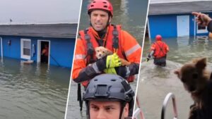 Lụt lội gây thất vọng: Cứu chó và cư dân khỏi khách sạn ngập nước ở Bờ Biển Jersey 23 Lụt lội gây thất vọng: Cứu chó và cư dân khỏi khách sạn ngập nước ở Bờ Biển Jersey