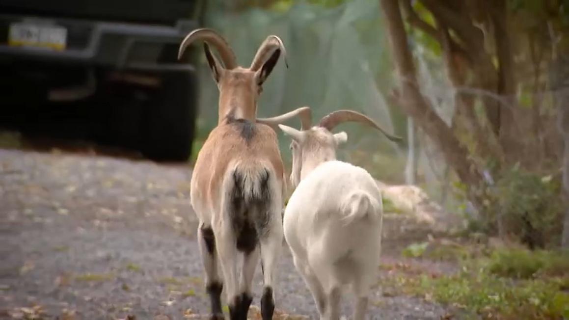 Người đàn ông Pennsylvania tranh đấu để giữ đàn dê cưng 1 pet goats