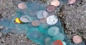 Lỗ thủng hình chuột ở vỉa hè Chicago không phải do chuột tạo ra 24 Lỗ thủng hình chuột ở vỉa hè Chicago không phải do chuột tạo ra