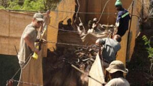 Phục Hồi Khu Bảo Tồn Thiên Nhiên Ở Mozambique Bằng Cách Di Dời Hàng Trăm Động Vật 2 Phục Hồi Khu Bảo Tồn Thiên Nhiên Ở Mozambique Bằng Cách Di Dời Hàng Trăm Động Vật