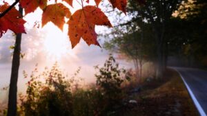 Mùa lá phong đổi màu bị ảnh hưởng bởi hạn hán 25 Mùa lá phong đổi màu bị ảnh hưởng bởi hạn hán