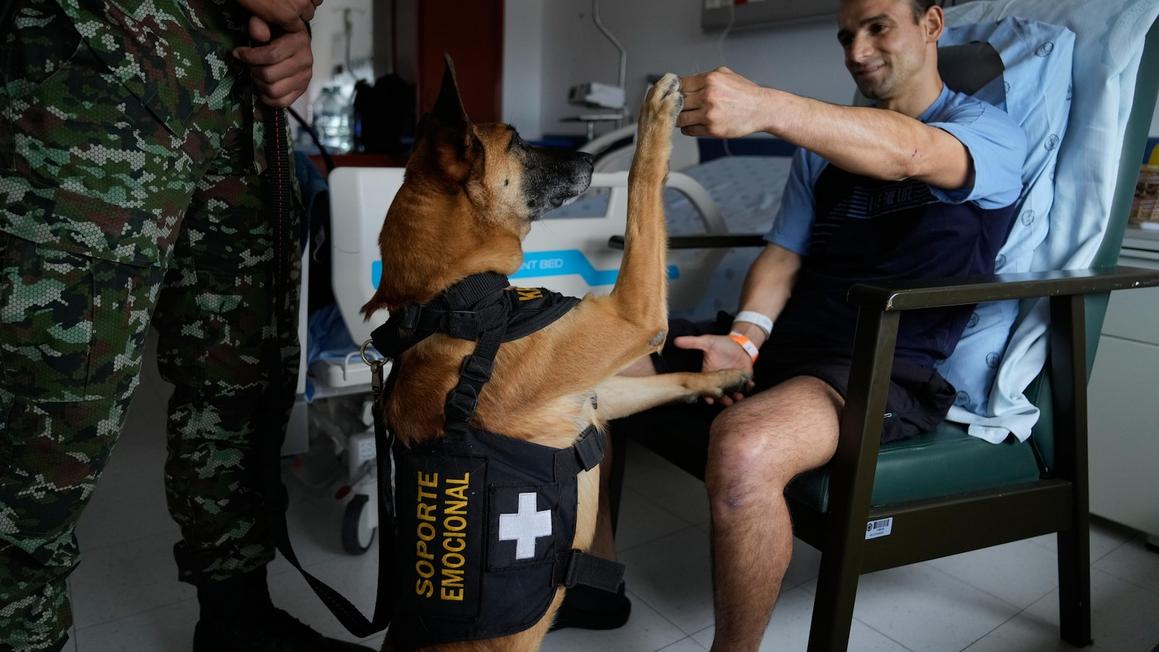 Binh sĩ Colombia tìm thấy niềm an ủi bên "Lực lượng Nhung" - Chó hỗ trợ tinh thần 1