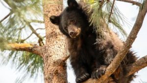 Cảnh báo sau khi gấu đột nhập nhà, cào hai vợ chồng ở Lake Tahoe 19 Cảnh báo sau khi gấu đột nhập nhà, cào hai vợ chồng ở Lake Tahoe