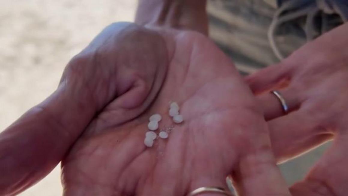 Các nhóm môi trường tổ chức dọn dẹp bãi biển Galveston nhằm giải quyết vấn nạn ô nhiễm hạt nhựa tại Texas. 1