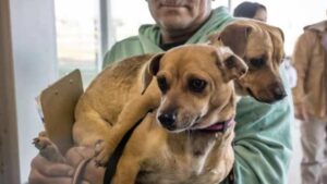 Cứu hộ thú cưng mở phòng khám tiêm chủng miễn phí và triệt sản giá rẻ 15 Cứu hộ thú cưng mở phòng khám tiêm chủng miễn phí và triệt sản giá rẻ