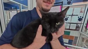 Gặp gỡ Dizzy: Chú mèo đang tìm mái ấm vĩnh cửu 8 Gặp gỡ Dizzy: Chú mèo đang tìm mái ấm vĩnh cửu