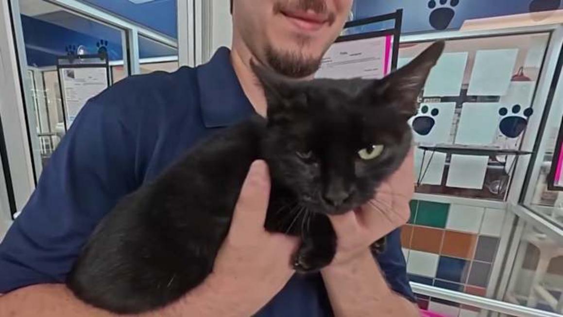 Gặp gỡ Dizzy: Chú mèo đang tìm mái ấm vĩnh cửu 1