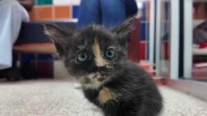 Hội Chữ Thập Đỏ Houston Tìm Người Nuôi Dưỡng Thú Cưng Tạm Thời Dịp Lễ