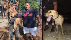 Tornado EF-2 tại Spring khiến chú chó nhỏ hoảng sợ bỏ chạy, nhưng những người dân Texas đã giúp đưa em về nhà 2 Tornado EF-2 tại Spring khiến chú chó nhỏ hoảng sợ bỏ chạy, nhưng những người dân Texas đã giúp đưa em về nhà