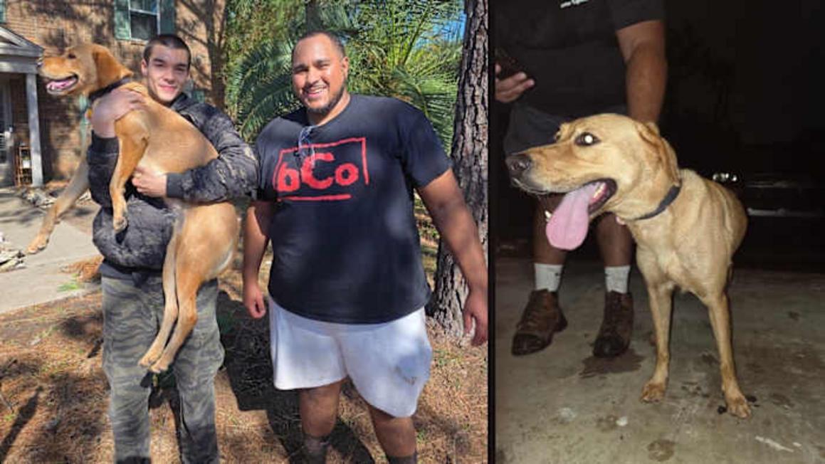 Tornado EF-2 tại Spring khiến chú chó nhỏ hoảng sợ bỏ chạy, nhưng những người dân Texas đã giúp đưa em về nhà 1