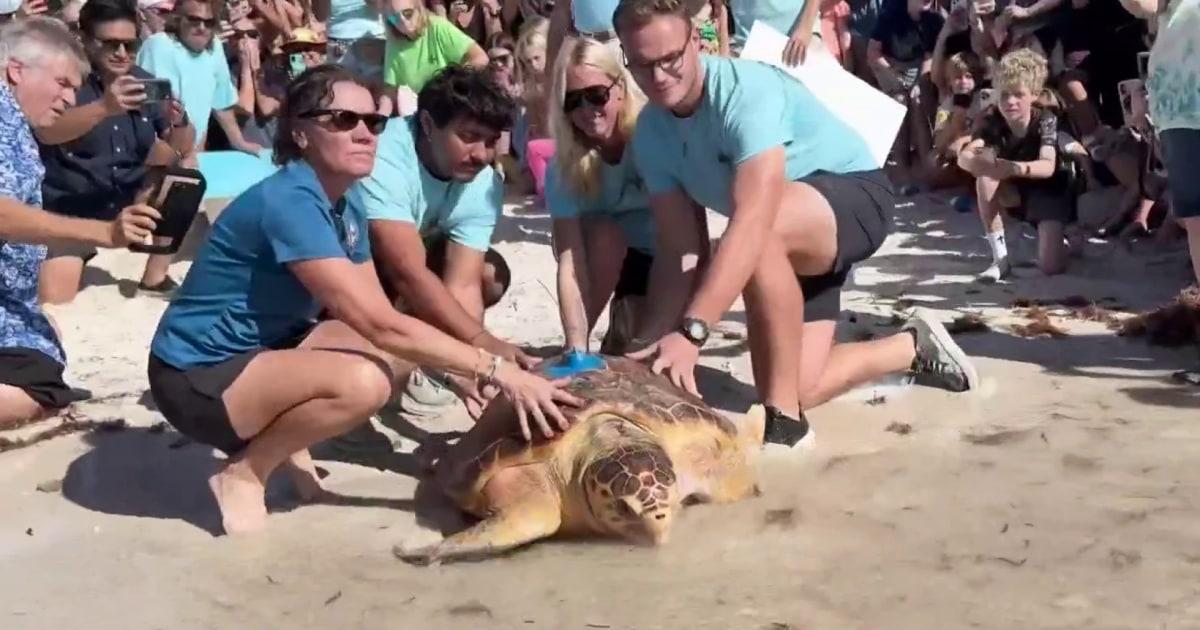 1764356196662 now daily a solis turtle rescue 251128 1920x1080 n9znt0