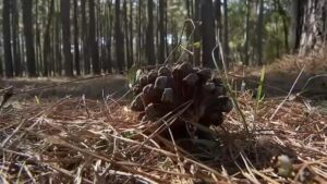 Texas: Nguy cơ cháy rừng tăng cao do gió lớn và khô hạn 8 Texas: Nguy cơ cháy rừng tăng cao do gió lớn và khô hạn