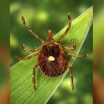 Nam Giới New Jersey Là Trường Hợp Đầu Tiên Tử Vong Vì Dị Ứng Thịt Do Ve Bò